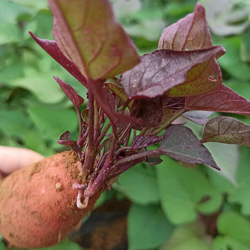蜜薯苗西瓜红苗紫薯苗板栗薯苗地瓜苗农科院脱毒种薯苗100棵包邮
