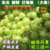 东北鹅莓酸洋酸梅绿樱桃酸掉渣醋栗酸子粒酸爽开胃新鲜灯笼果500g|ru 东北鹅莓酸洋酸梅绿樱桃酸掉渣醋栗酸子粒酸爽开胃新鲜灯笼果500g|ru