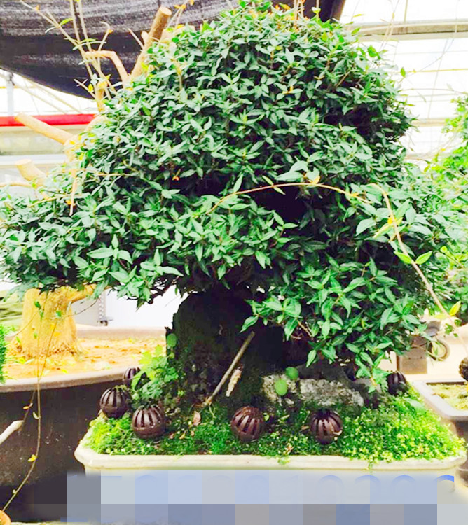 日本小品缩面葛 盆景 盆栽 日本进口原土原盆