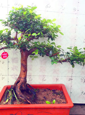 中华蚊母 四季常青开花结籽 国家二级保护 名贵盆景 造型l老桩