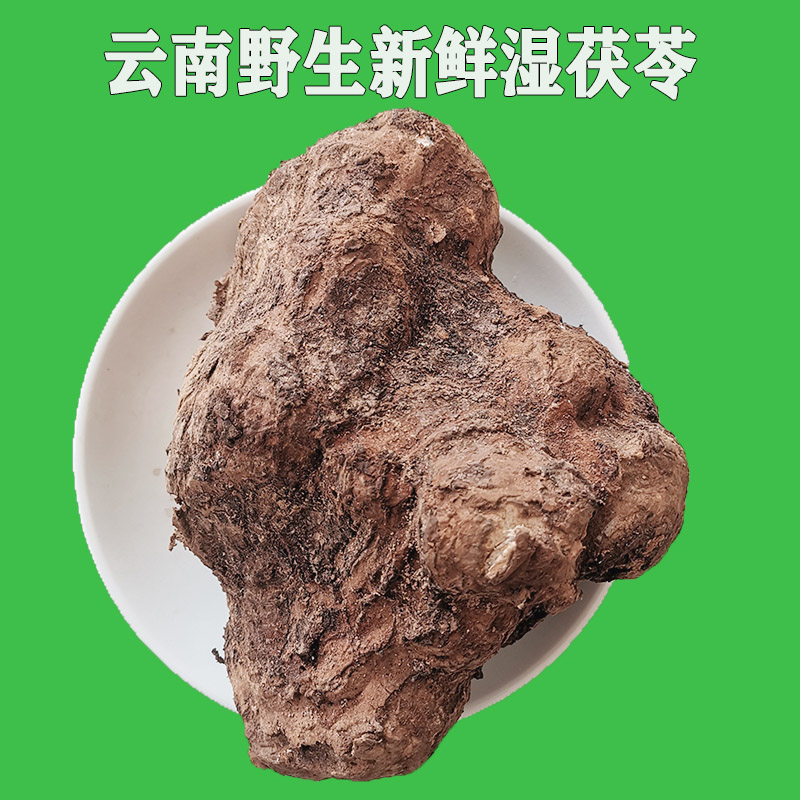 云南云苓野生整个新鲜湿茯苓食用生鲜