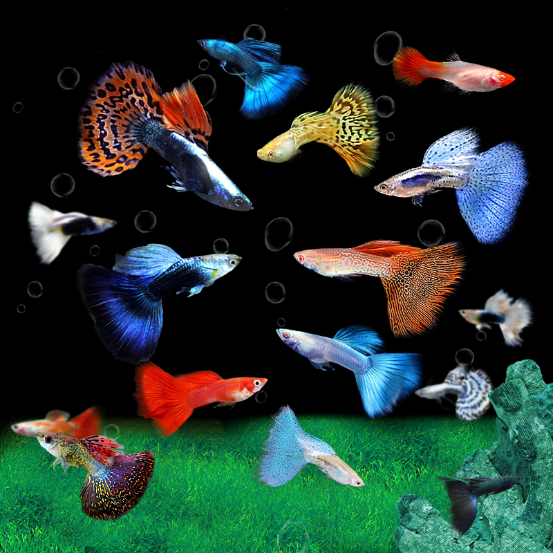 精品黄金礼服孔雀鱼红绿灯群游草缸鱼活体鱼幼