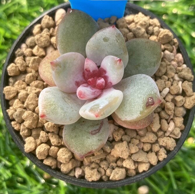 嫦娥多肉植物一物一拍可以养出糖心杂交新品多肉植物