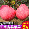 【顺丰包邮】山西吉县红富士壶口苹果脆甜孕妇大苹果新鲜水果5斤|ru 【顺丰包邮】山西吉县红富士壶口苹果脆甜孕妇大苹果新鲜水果5斤|ru