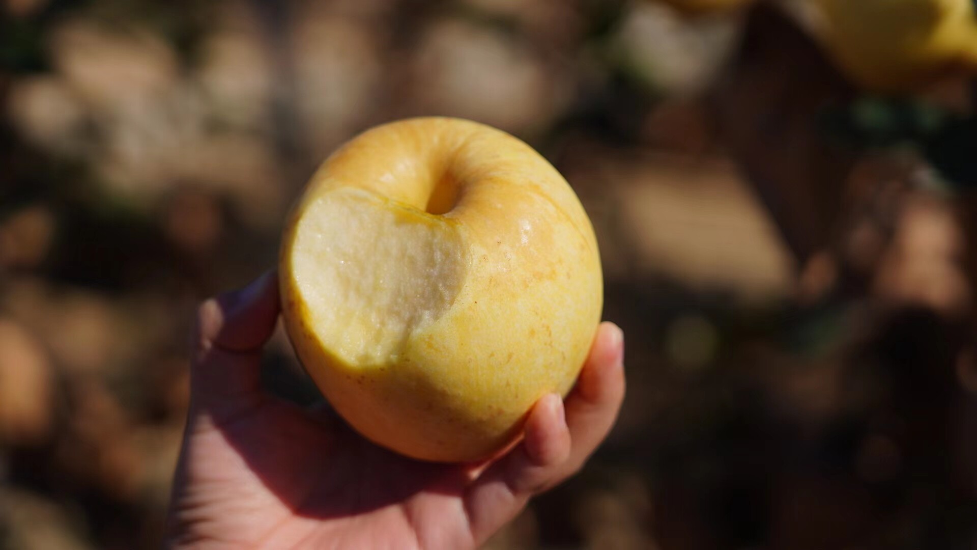 热销维纳斯黄金苹果