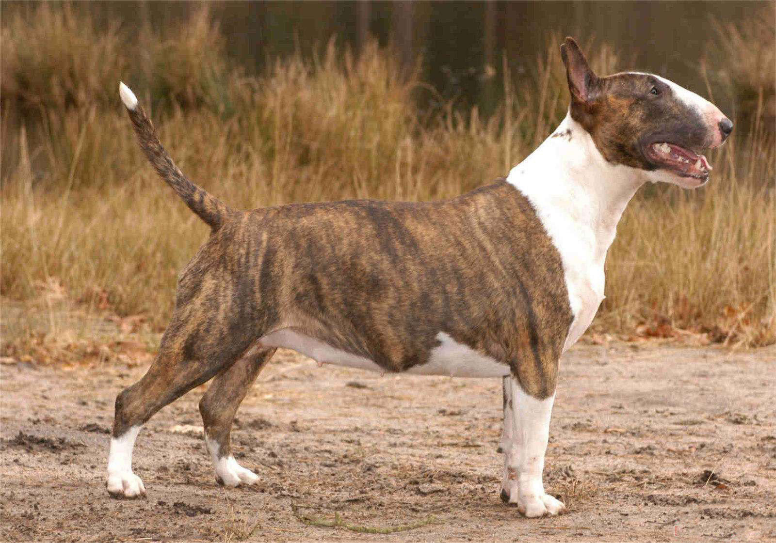 牛头梗犬幼犬活体纯种狗狗蛋头迷你海盗孙红雷林永健虎皮虎斑