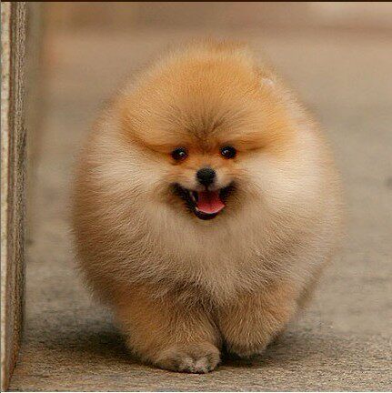 赛级黄博美犬幼犬纯种狗狗活体棕色博美狗狗大毛量精品博美幼犬