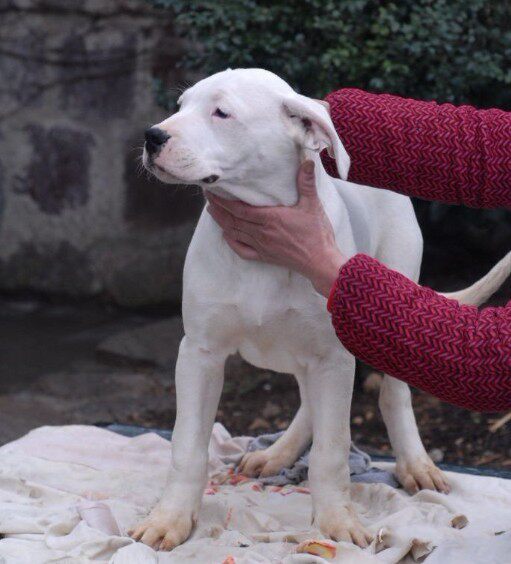 杜高犬活体幼犬巨型阿根廷杜高狗猎犬猛犬狩猎野猪纯白色包健康