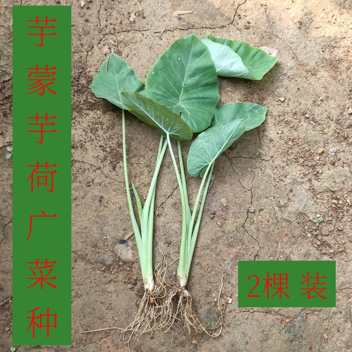 2棵装 白芋苗食梗芋白梗芋白叶芋蒙芋荷蔬菜种苗广菜苗盆栽地栽