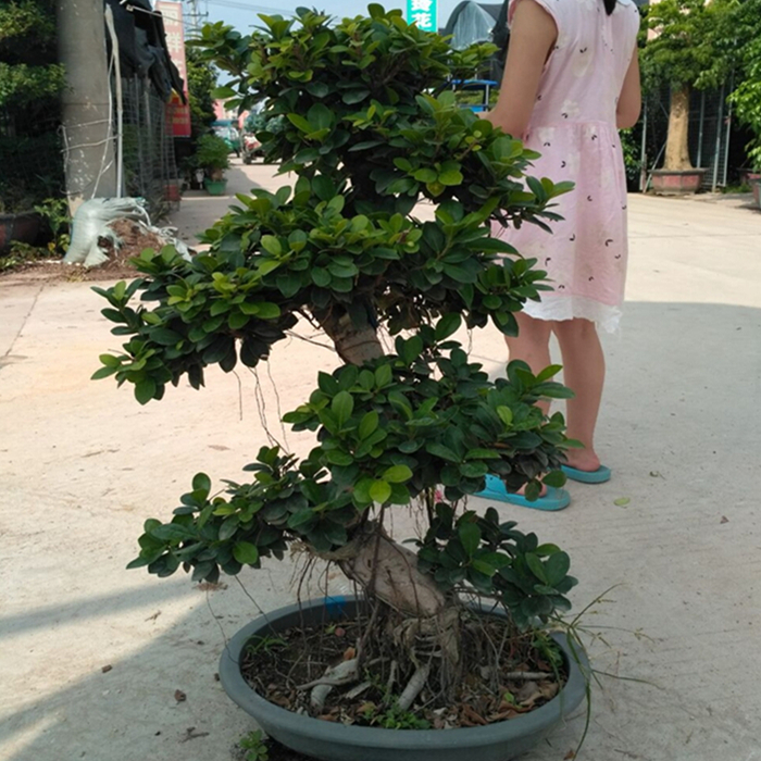 大型小叶榕树 s造型榕树盆景盆栽 绿植室外庭院阳台观茎植物包邮