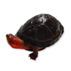 红脸蛋龟，关公红面蛋龟，大红脸蛋龟，红面蛋龟，蛋龟，进口红面