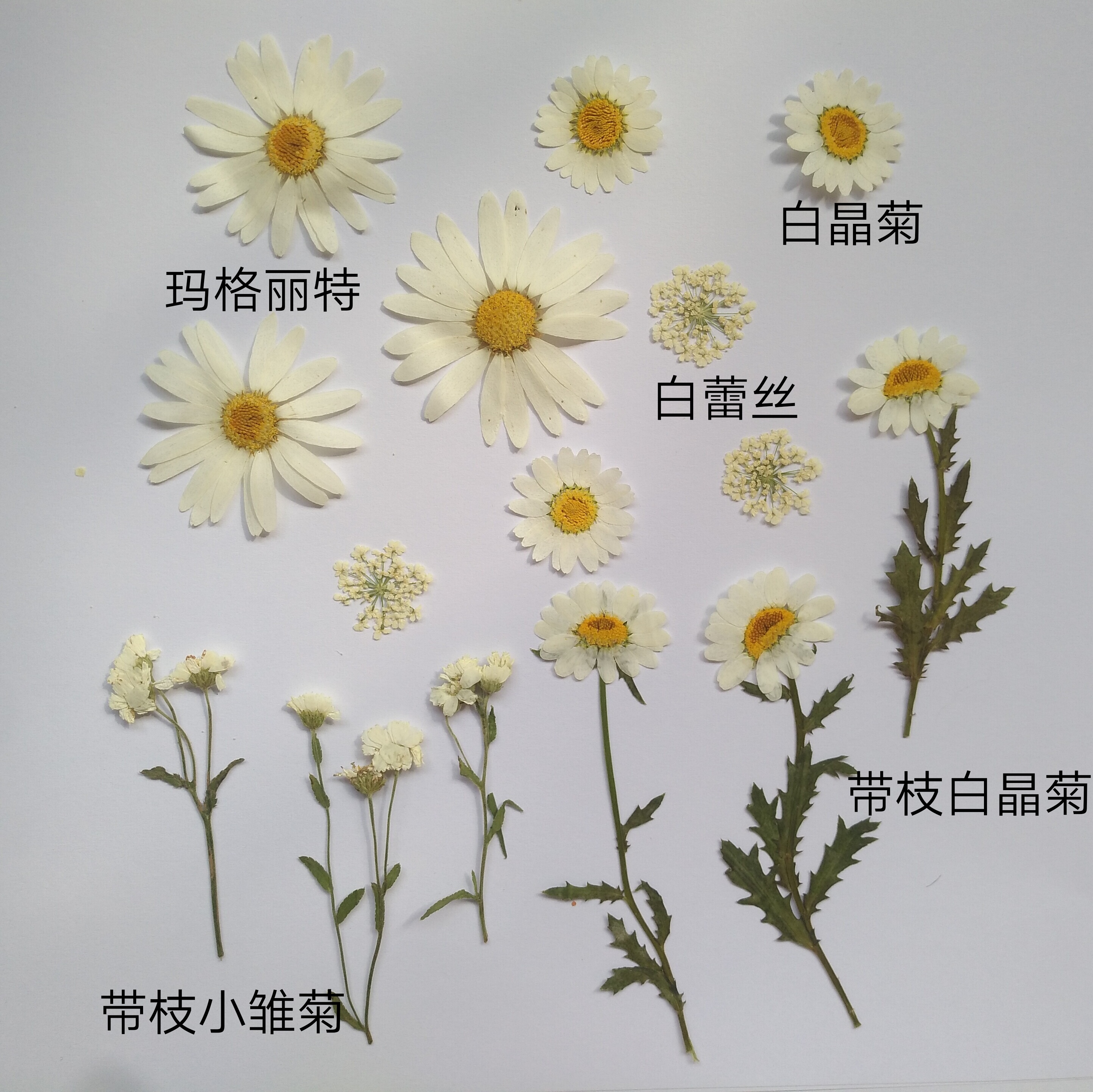 周周押花植物标本干花压花材料包 黑种草满天星白晶菊蕾丝小雏菊