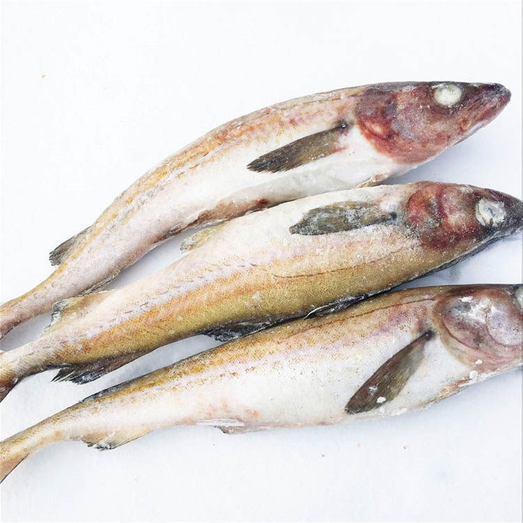 延边新鲜明太鱼冷冻海鱼新货狭鳕鱼