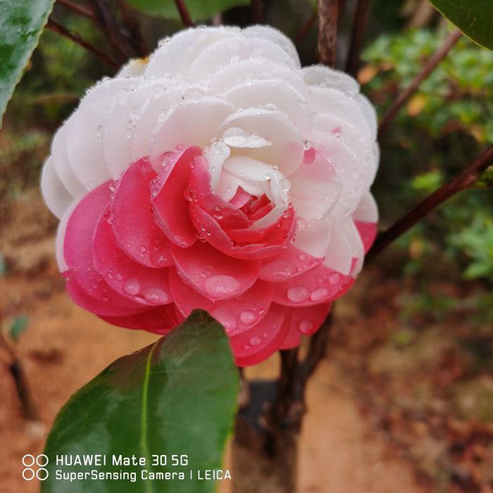 正品山茶花乔伊盆载苗多色阳台庭院地载花园高档花卉绿植四季常青