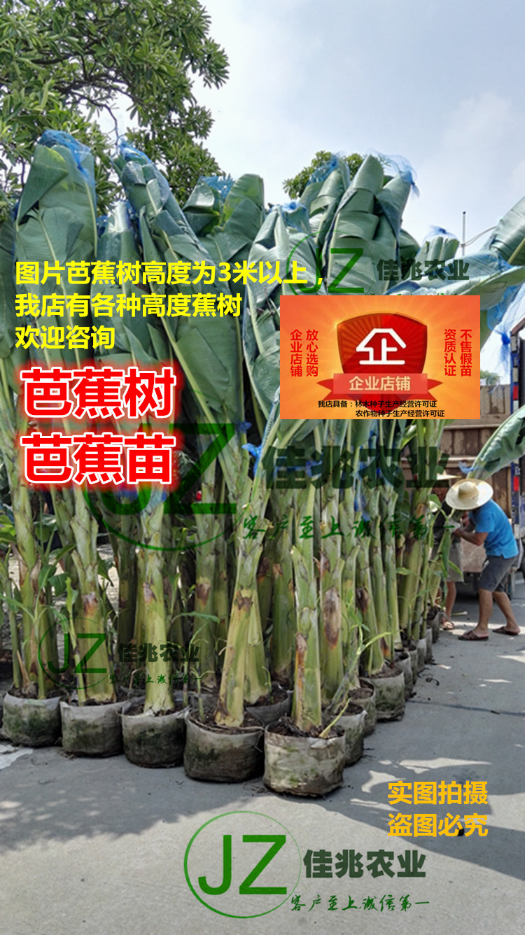 Banana sapling Ornamental banana Red banana seedlings Banana seedlings Banana trees Planted potin the Flower delivery/Flowers simulation/Plants gardening , Flowers/Potted plants (New) , Large plants/Potted finished composition category - from Buy2taobao.com to provide professional Taobao agent buy service