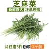 芝麻菜500g 新鮮蔬菜沙拉食材 生菜 西餐 火箭菜 江浙滬皖5件包郵 芝麻菜500g 新鮮蔬菜沙拉食材 生菜 西餐 火箭菜 江浙滬皖5件包郵