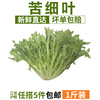 苦葉生菜500g 新鮮蔬菜 沙拉食材 苦細葉苦菊狗牙菜苦苣 5件包郵 苦葉生菜500g 新鮮蔬菜 沙拉食材 苦細葉苦菊狗牙菜苦苣 5件包郵