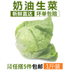 奶油生菜500g 波士頓生菜 新鮮蔬菜沙拉食材 江浙滬皖5件包郵 奶油生菜500g 波士頓生菜 新鮮蔬菜沙拉食材 江浙滬皖5件包郵