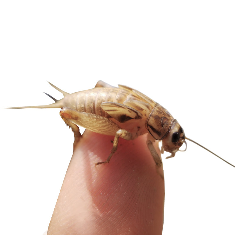 蟋蟀活物活体饲料白蛐蛐活虫斗针头白蟋蟀小蜥蜴守宫龙鱼大号包邮