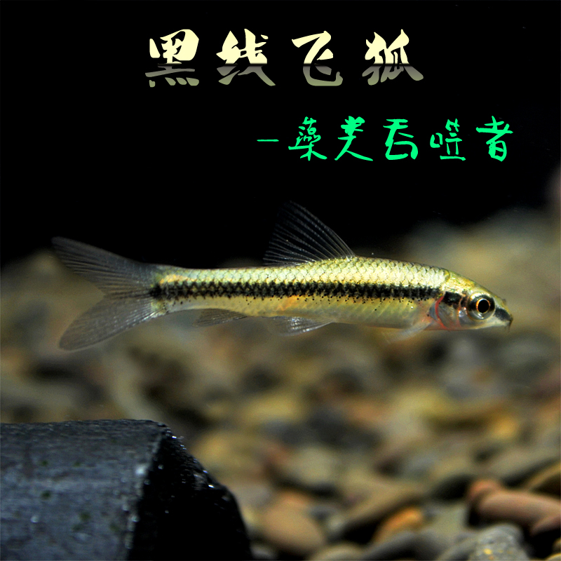 一线飞狐黑线飞狐