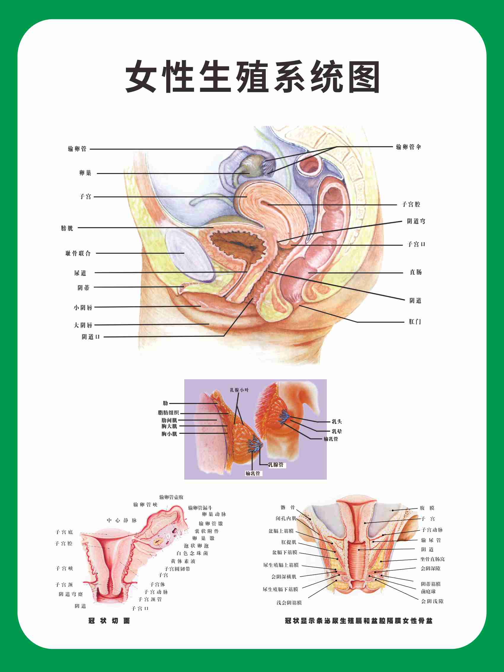 m768医院妇科门诊所女性生殖系统挂图2522海报写真