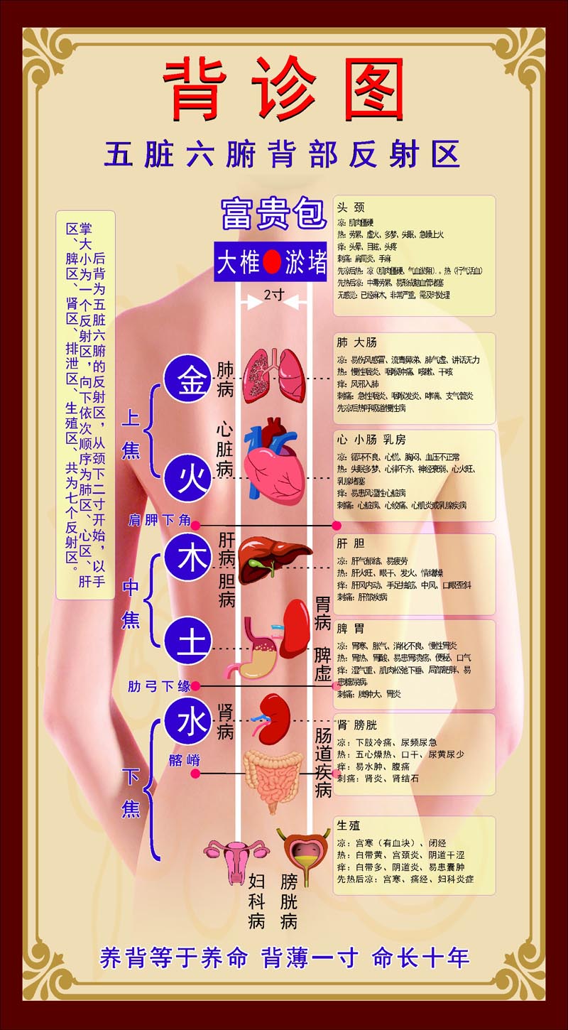 人体背部对应器官图片