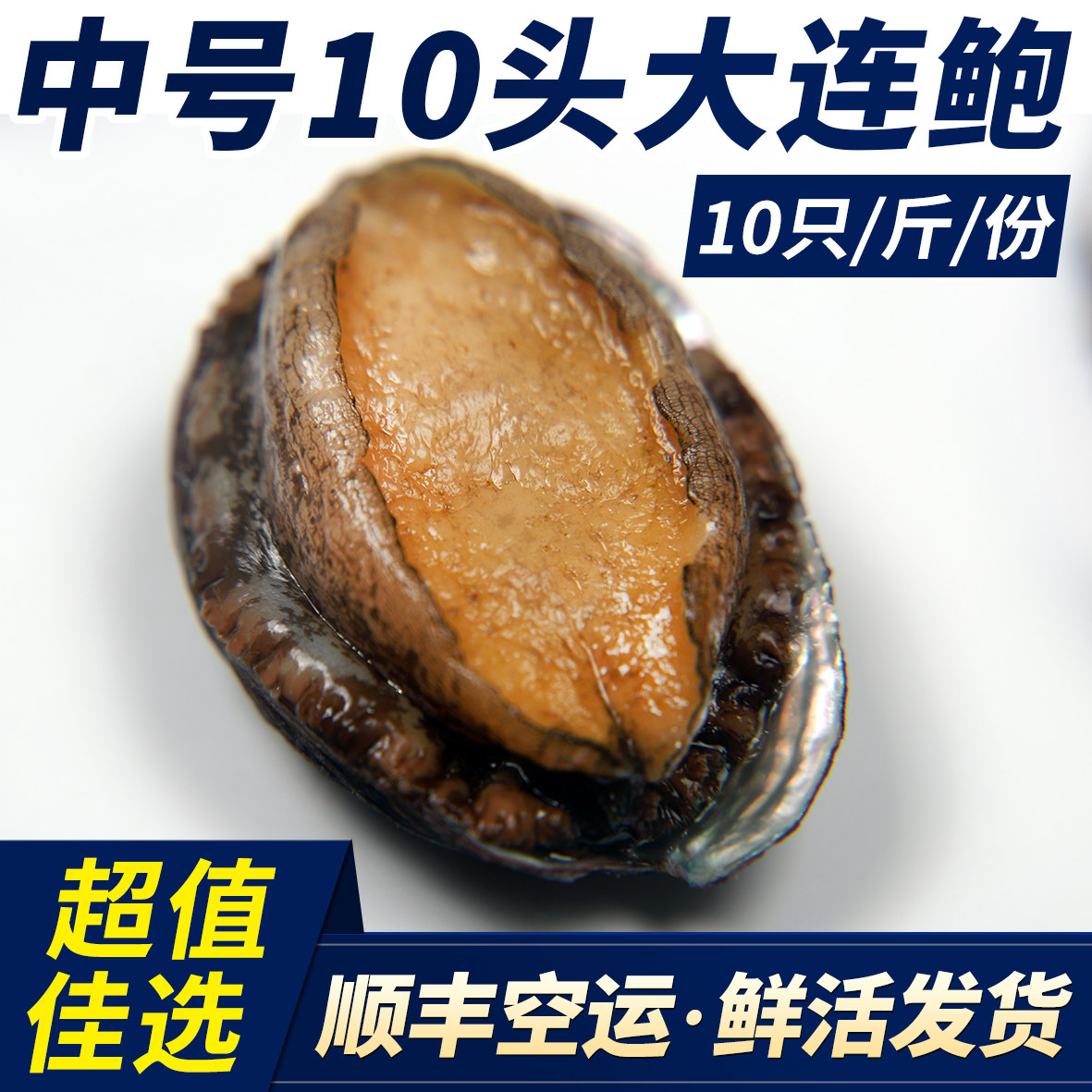 大连鲜活9-10头鲍鱼皱纹盘鲍海鲜水产活体超大鲍鱼新鲜1斤