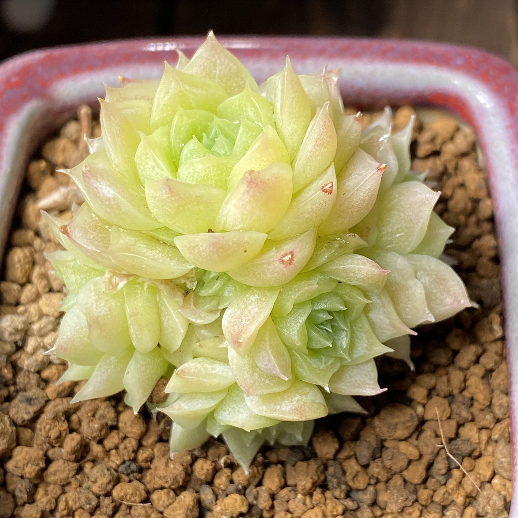 慢悠花房精品多肉0522麦秆女王玫瑰新品杂交多肉植物