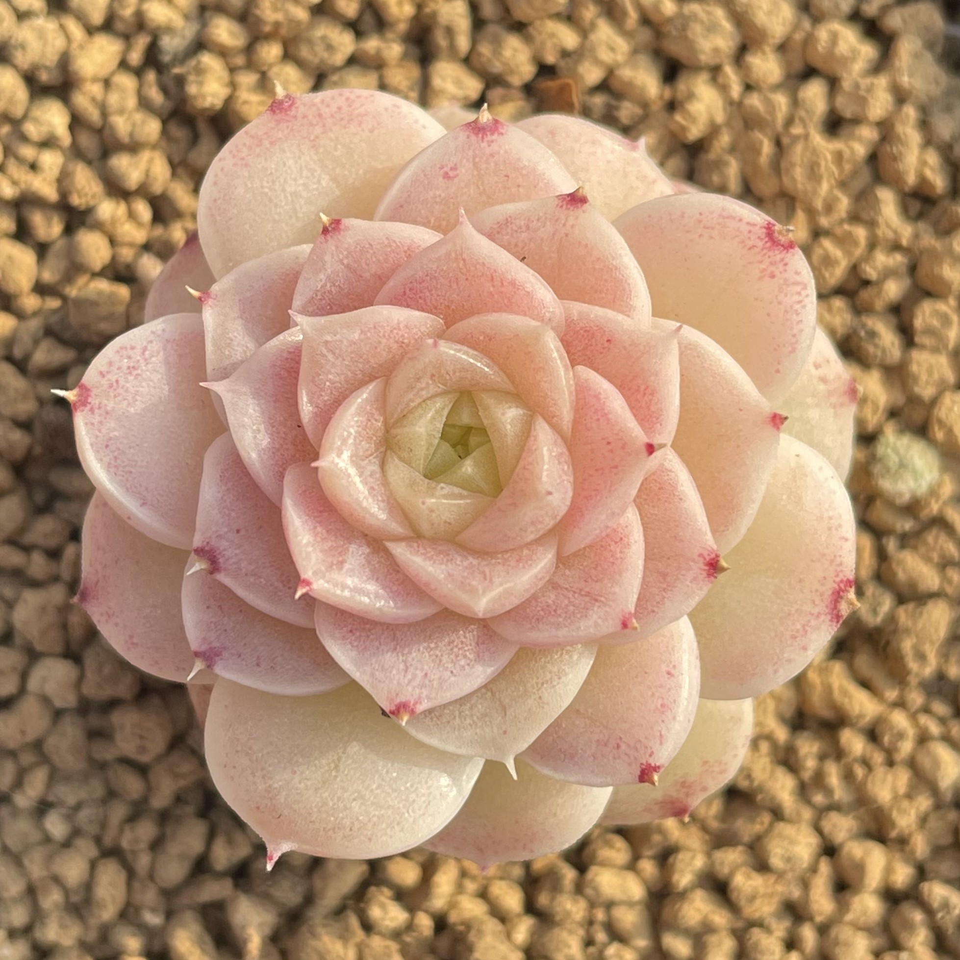 (可捡漏)慢悠花房精品多肉专0226麦秆女王玫瑰新品杂交专场9号