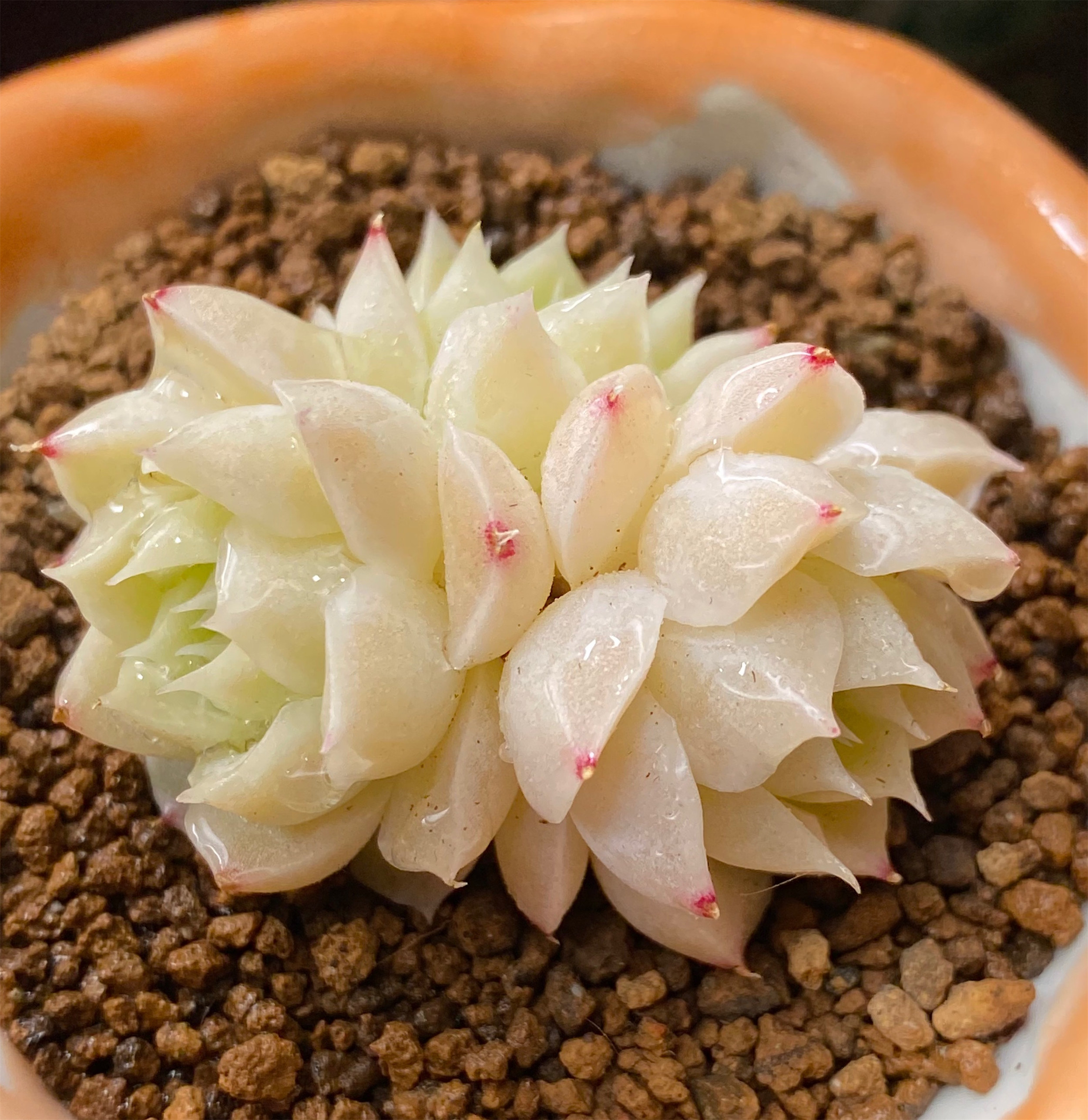 0517专场杂交新品玫瑰女王麦秆可捡多肉精品多肉植物