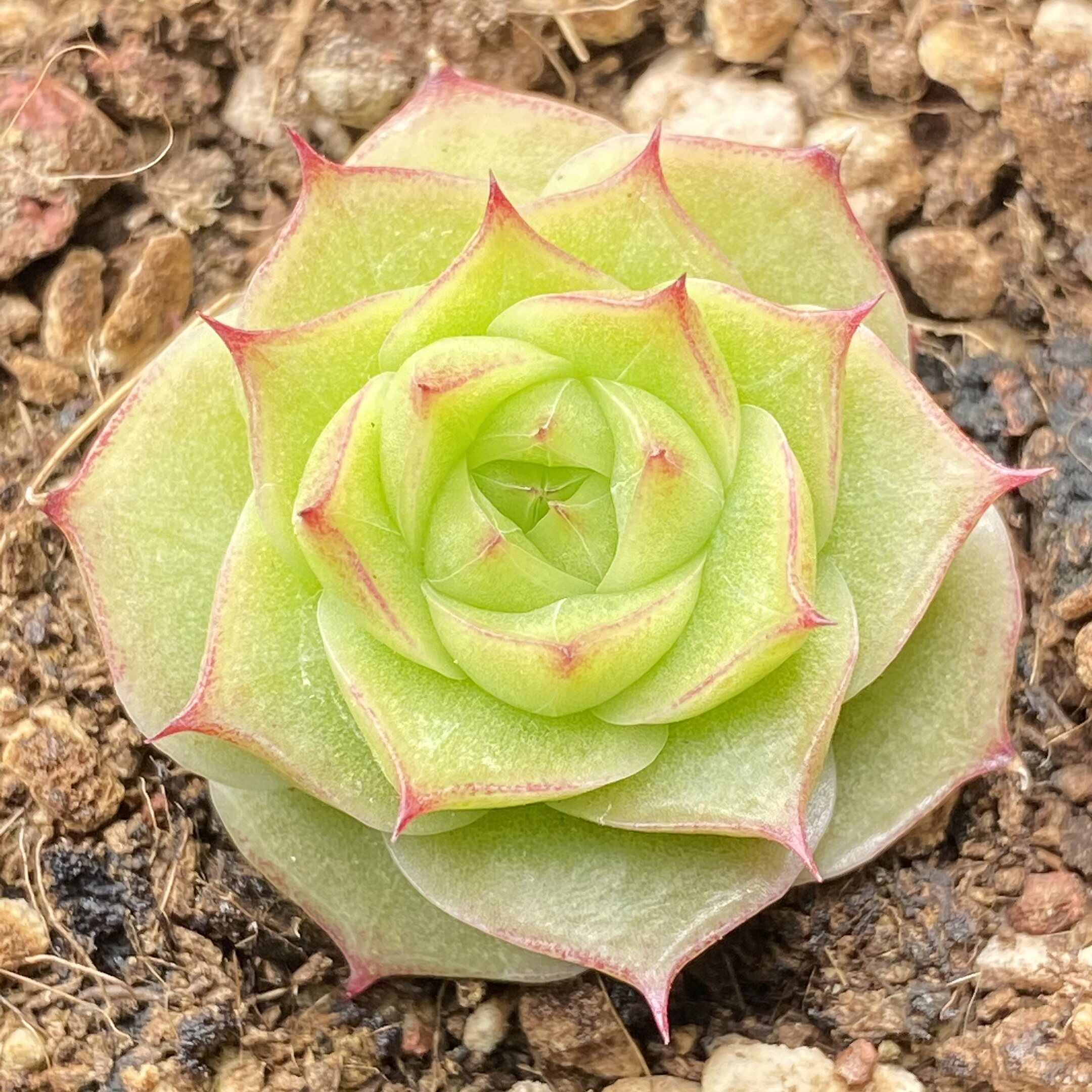 慢悠花房精品多肉专0420麦秆女王玫瑰新品杂交专场14号