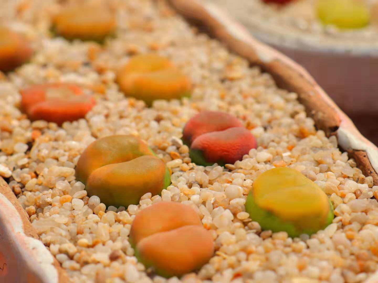 慢悠花房0531精品番杏科毛汉尼汉尼岛田生石花多多肉植物