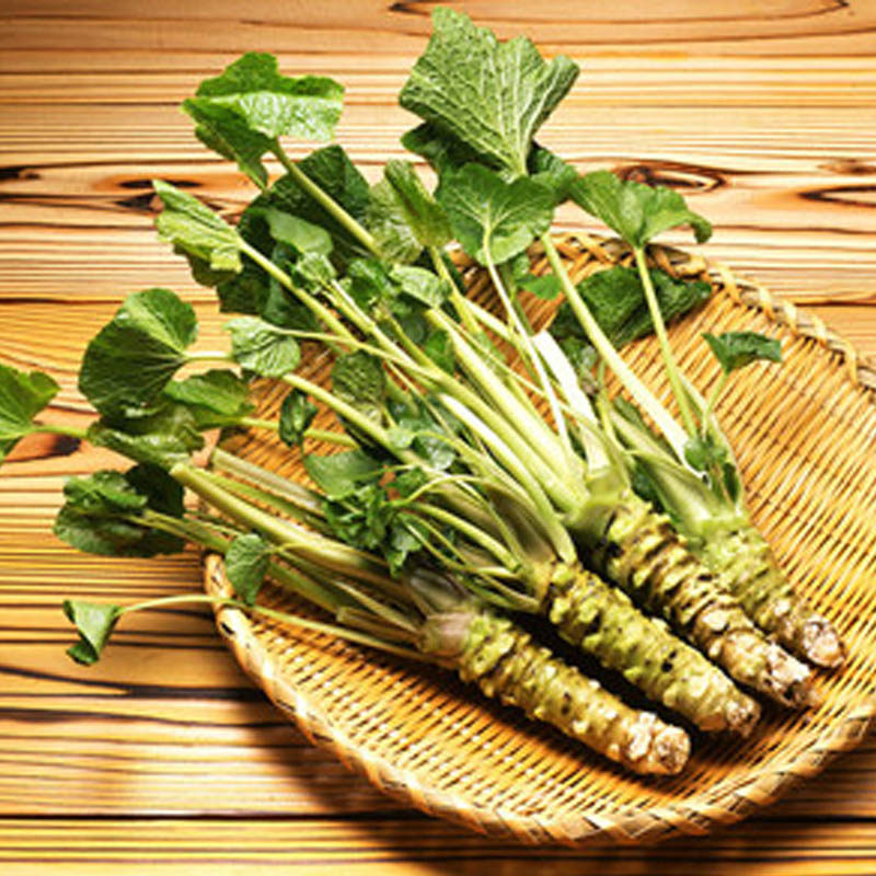 绿芥茉种子 驱寒辣菜四季蔬菜种籽阳台庭院盆栽种春季种孑