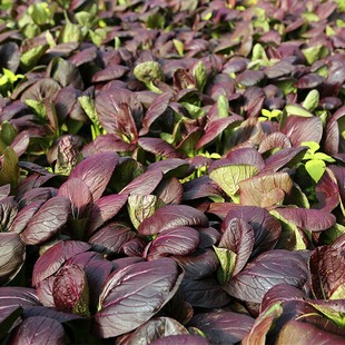 紫油菜种子四季蔬菜籽盆栽阳台秋冬季菜家庭易种鸡毛菜小白菜种孑