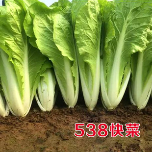 速生快菜种子 四季播小白菜籽早熟春季秋冬季阳台蔬菜菜种孑538