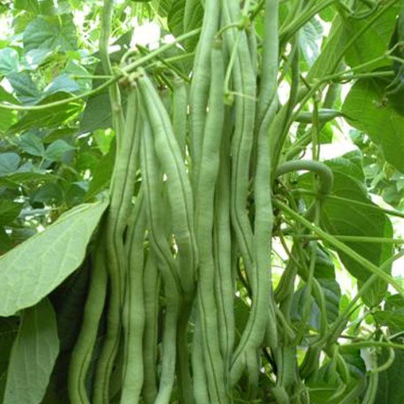 绿贝贝南瓜种籽日本栗子味春季甜糯小南瓜种子四季菜种籽蔬菜种孑-mc