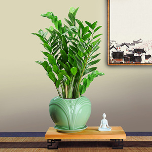 金钱树招财树图片