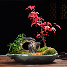 日本红枫造型创意盆景老桩树苗四季常青叶盆栽植物红舞姬室内好养