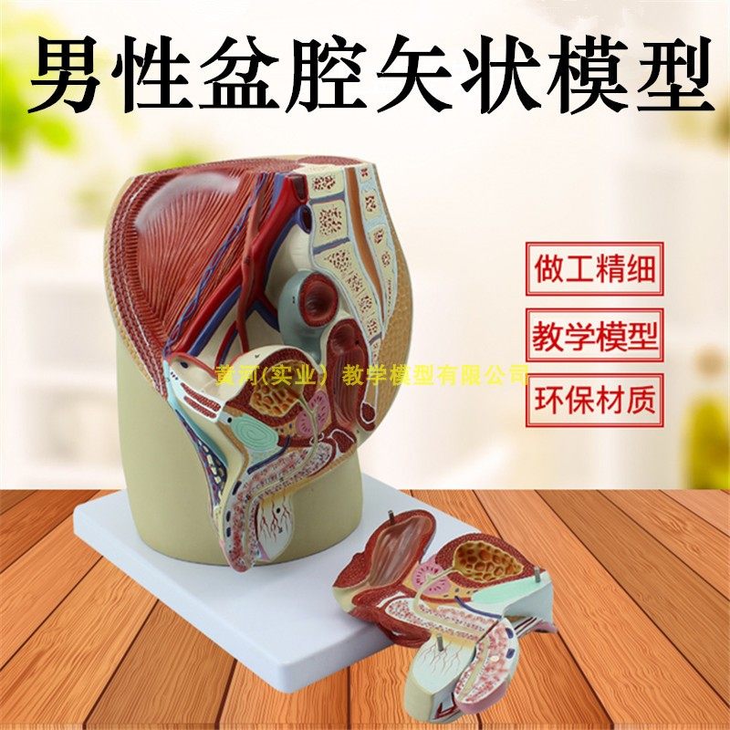 男性盆腔正中矢状切面模型 男性盆腔解剖模型 男性生殖器官模型