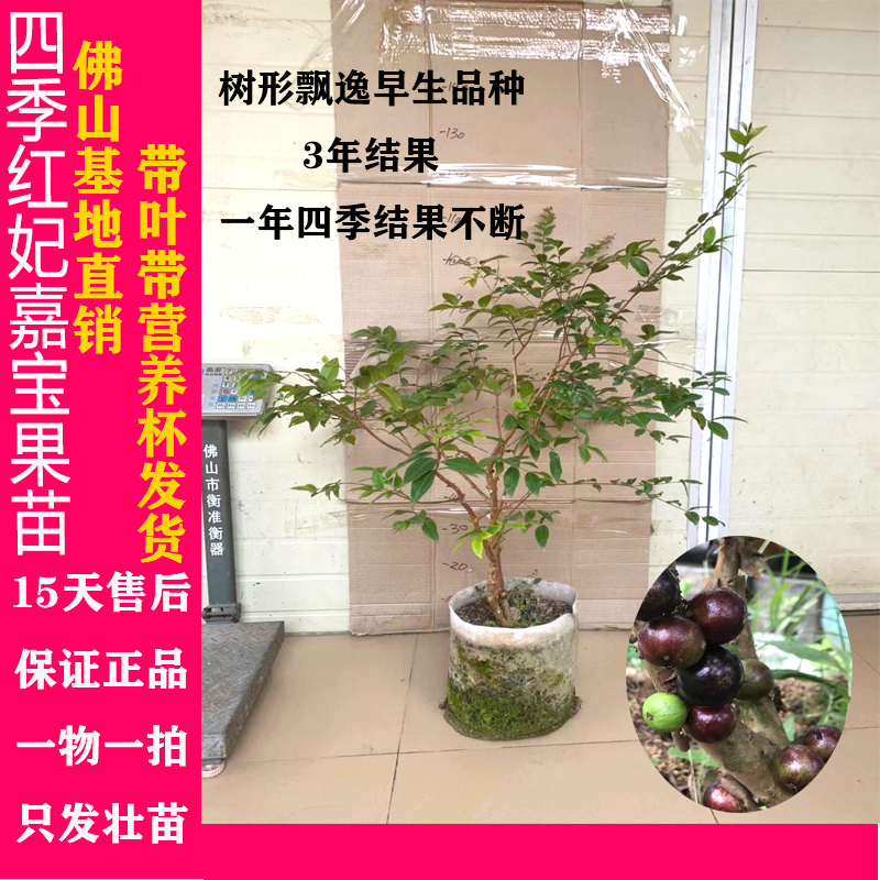 四季红妃嘉宝果苗台湾结果带花早生多宝树葡萄苗四季红妃嘉宝果苗