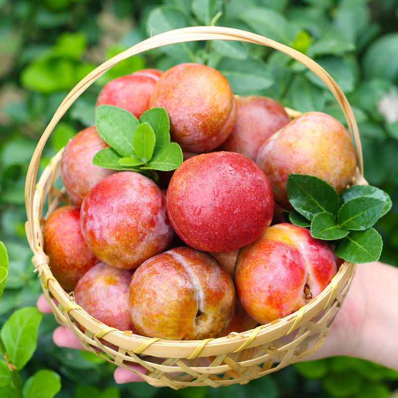 李子新鲜脱骨李青脆李三月李当季孕妇酸李三华李水果整箱正宗农家