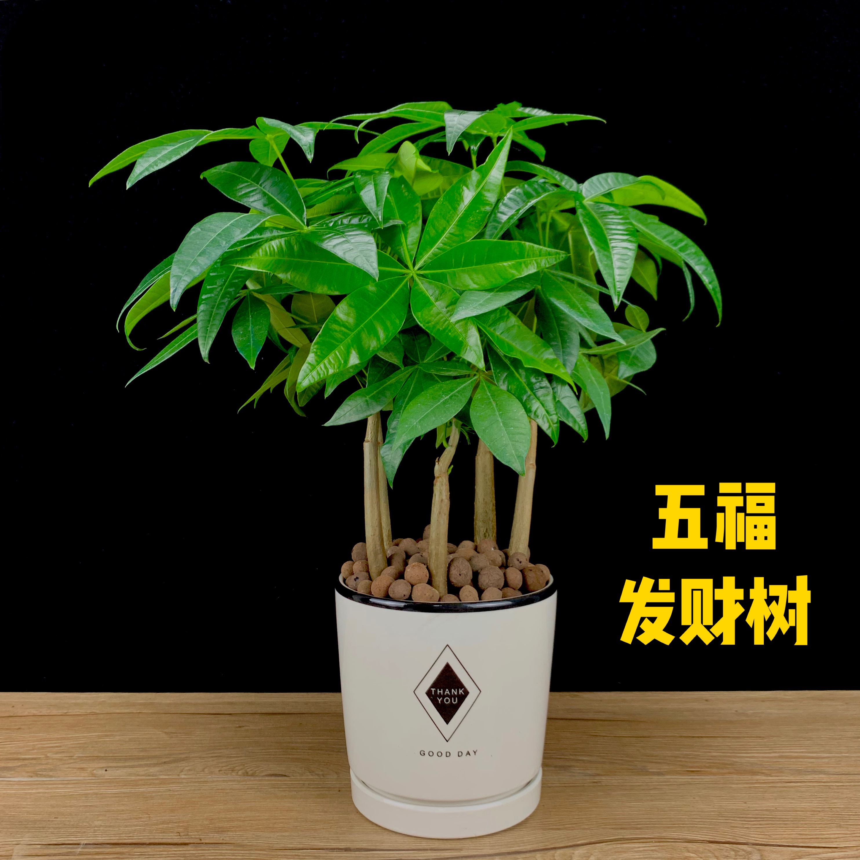 发财树（三株步步高）-黎想花卉-大连花卉租摆-绿植租赁-草花-绿化苗木-绿植墙-庭院景观苗木-厂区绿化-大连绿化养护