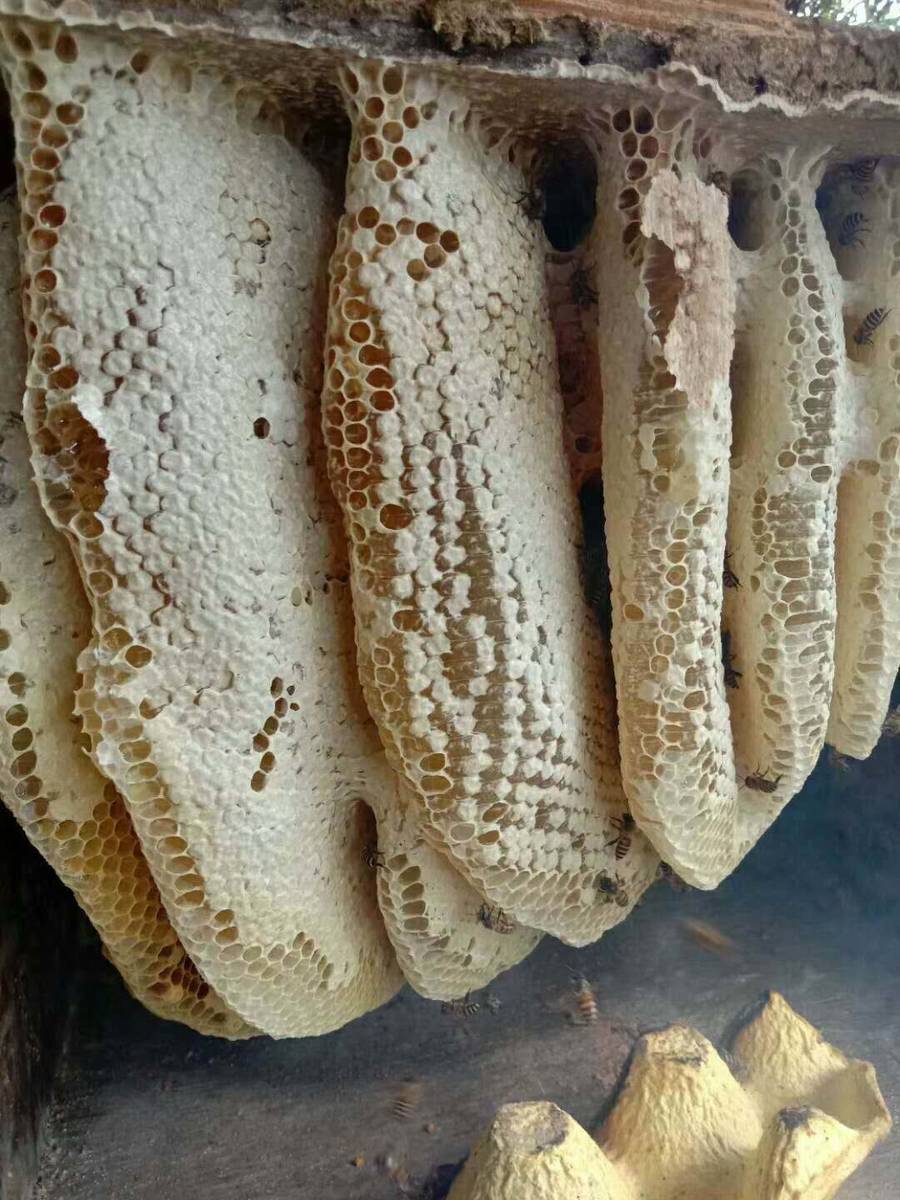 🐝云南西双版纳纯野生蜂蜜原始森林蜂蜜保证正品每人限购一瓶带巢蜜