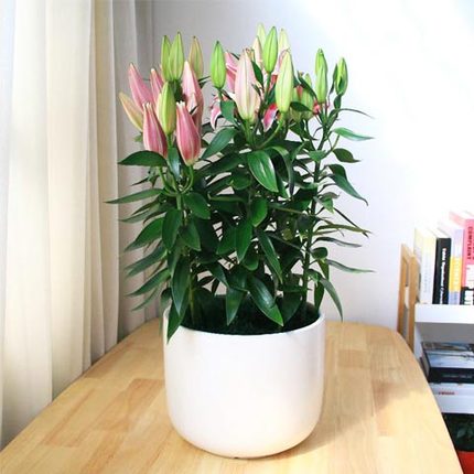 现售百合花盆栽植物带花苞香水年宵花卉