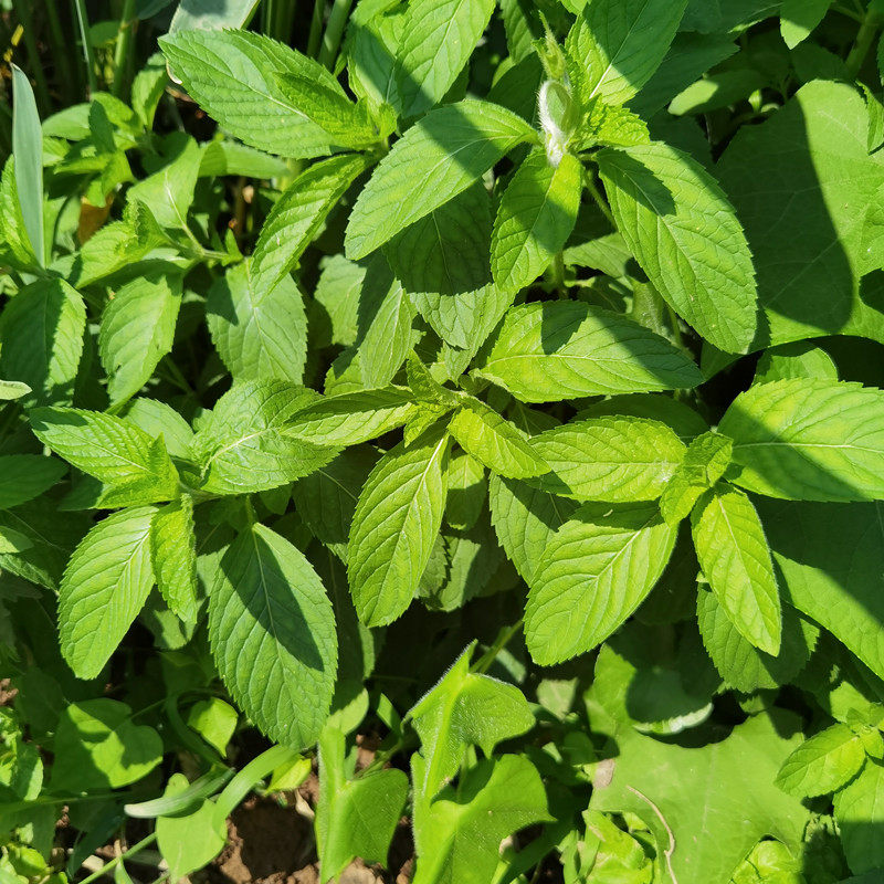 薄荷盆栽新鲜可食用苏格兰薄荷柠檬薄荷留兰香薄荷阳台庭院薄荷叶