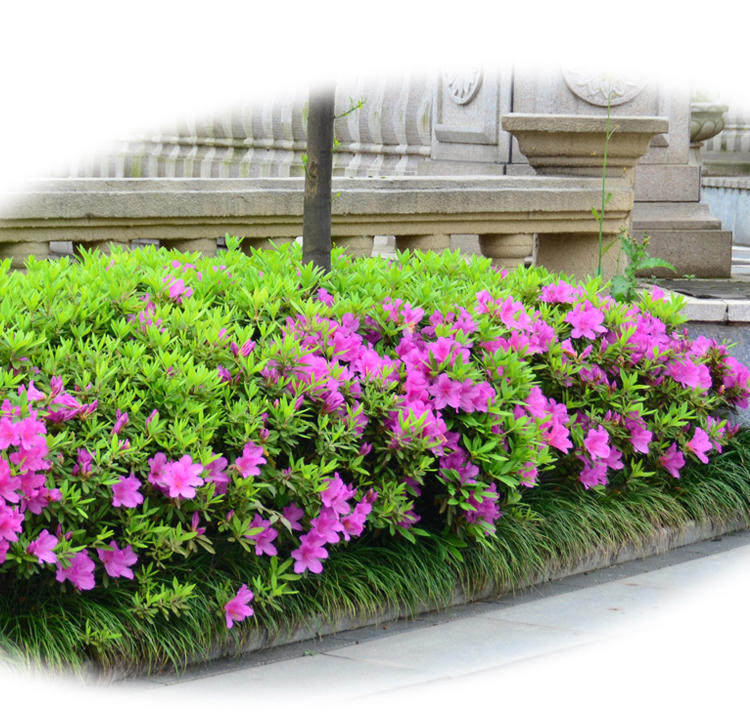 毛杜鹃花苗当年开花室外常青花绿篱庭院绿化植物园林别墅耐寒苗木