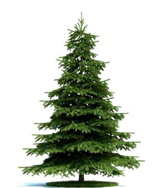真圣诞树圣诞节专用挪威云杉树苗活的圣诞树真树圣诞树真松树1.