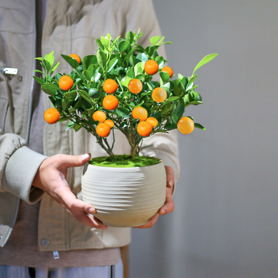 金桔树盆栽新年耐寒花卉植物室内客厅桌面绿植桔子四季好养年宵花