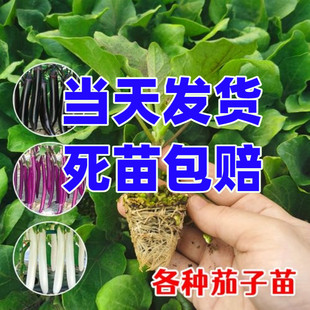 茄子苗蔬菜秧苗杭茄一号线茄长茄苗种籽圆茄辣椒西瓜番茄种苗盆栽