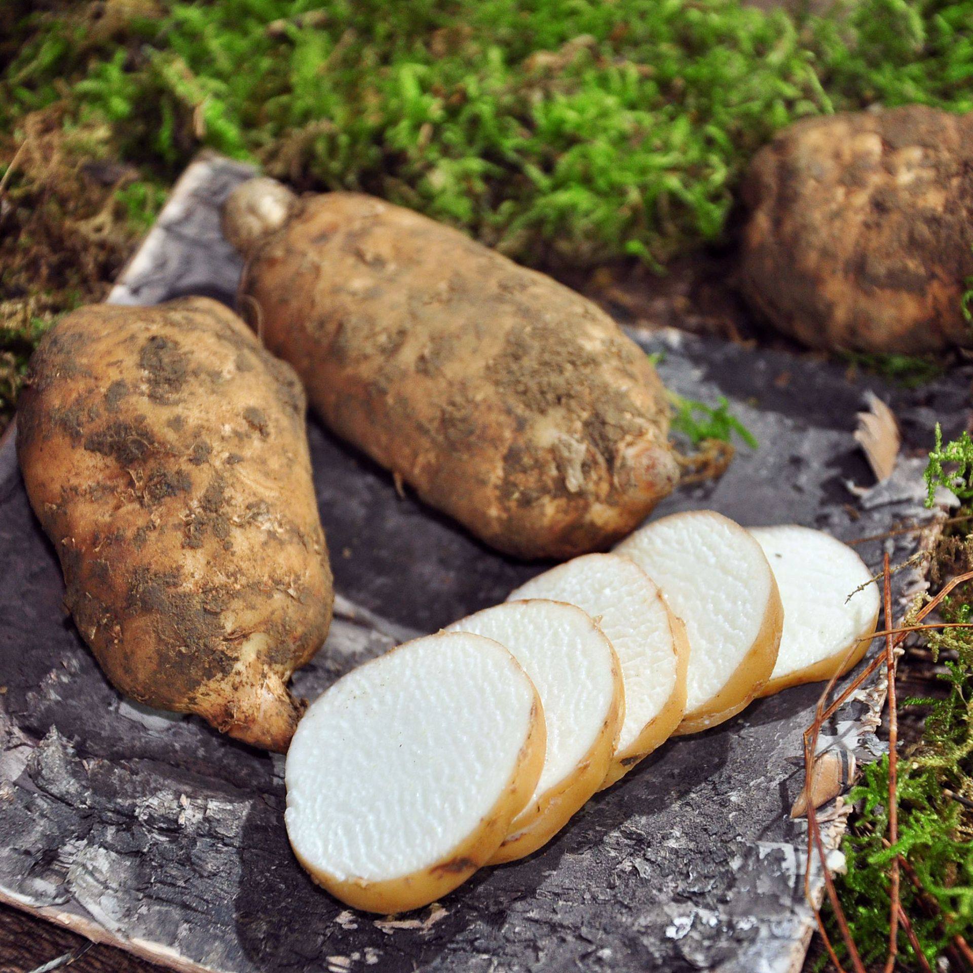 云南昭通新鲜天麻仿原野生小草坝种植4个/250g原产地现采现发